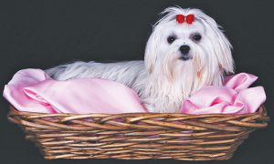 Maltese dog in wicker basket