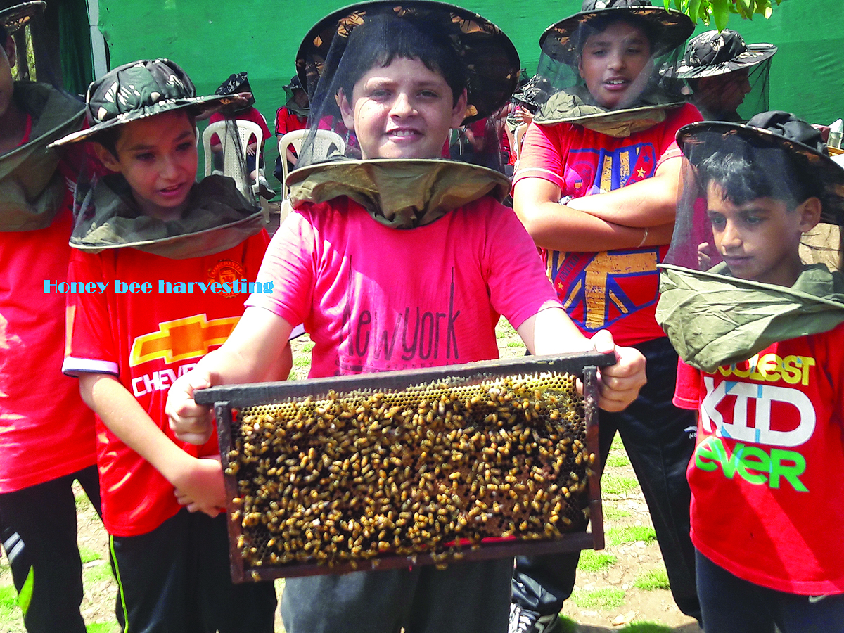 Kids enjoying harvesting of honey
