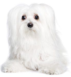 maltese dog (8 years) in front of A white background