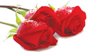 valentines-red-rose copy