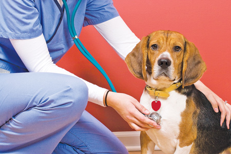 A veterinarian checking out a beagle dog.