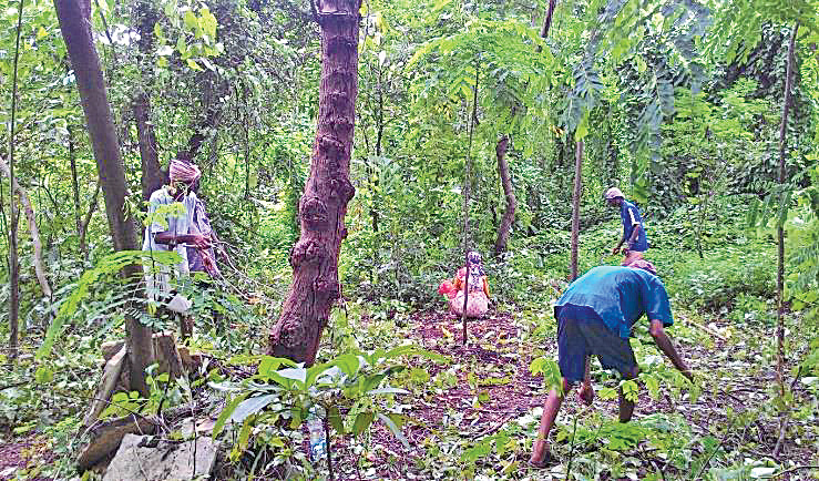 Afforestation of Ambawadi