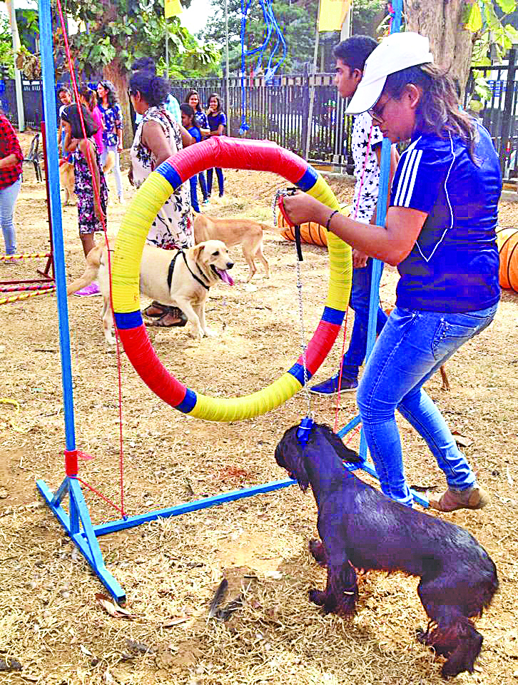 Participants practice the fun sport of canine agility at the event. 