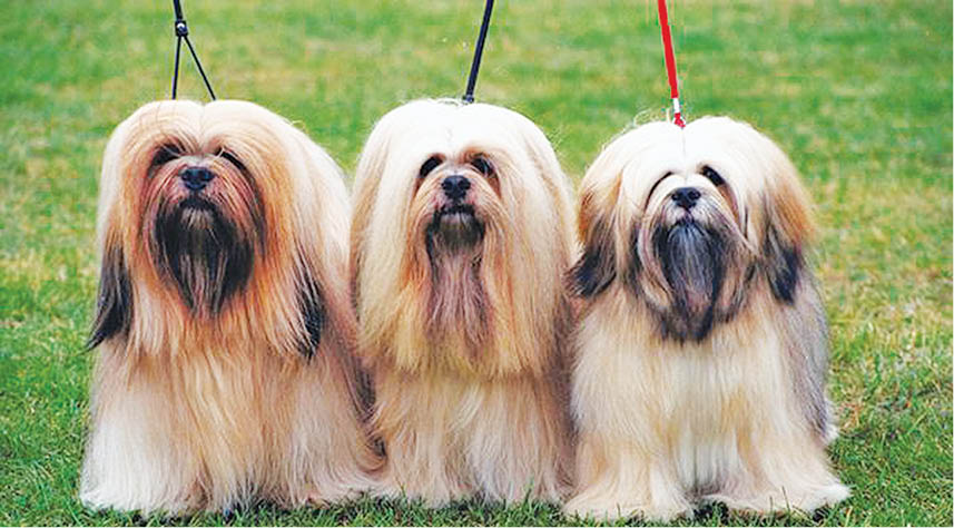 Breed In Brief - The Lhasa Apso: Tibet’s Little Sentinel - Parsi Times