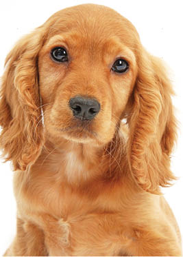 Spanish store spaniel dog